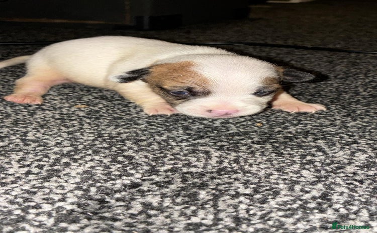 Jack Russell dogs Jack russle boy pup (cow looking) born 27th oct - Advert 8