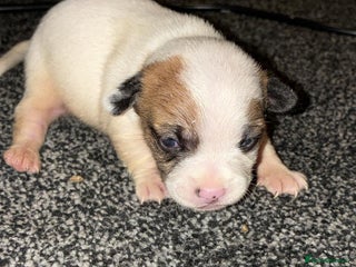 Jack Russell dogs Jack russle boy pup (cow looking) born 27th oct - Advert 2