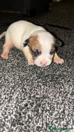 Jack Russell dogs Jack russle boy pup (cow looking) born 27th oct - Advert 8