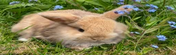 Mini Lop rabbits for sale: Beautiful mini-lop baby rabbits - Advert 5