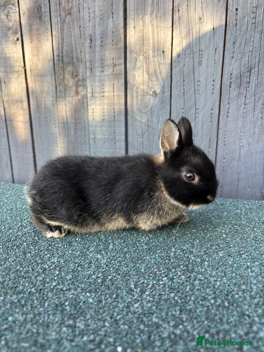 Netherland Dwarf rabbits for sale: Netherland dwarf babies - Advert 5