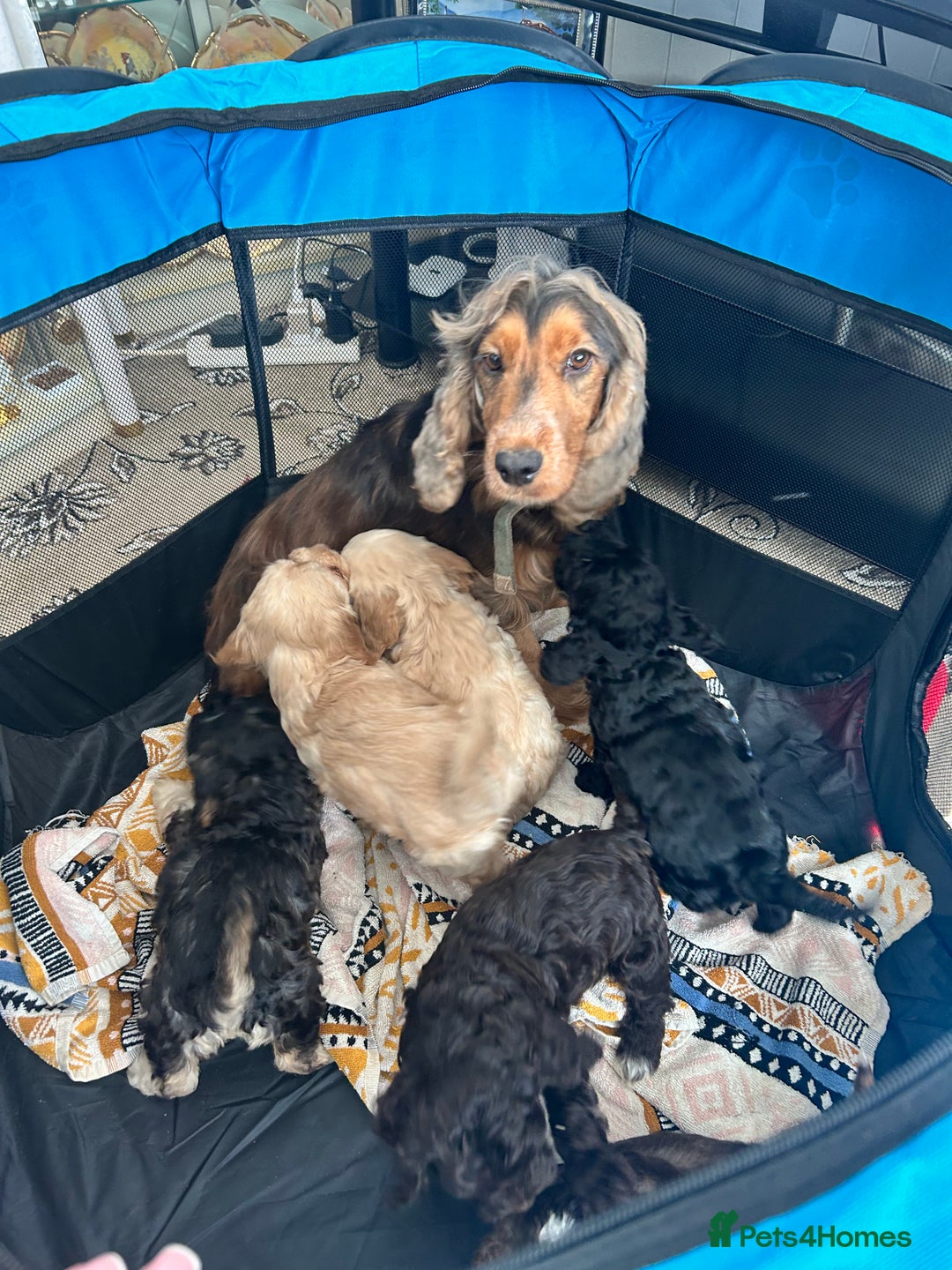 Cockapoo dogs for sale: Stunning coloured cockapoo pups - Image 11