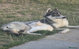 Siberian Husky dogs for sale: Stunning Pure siberian husky pups - Image 11