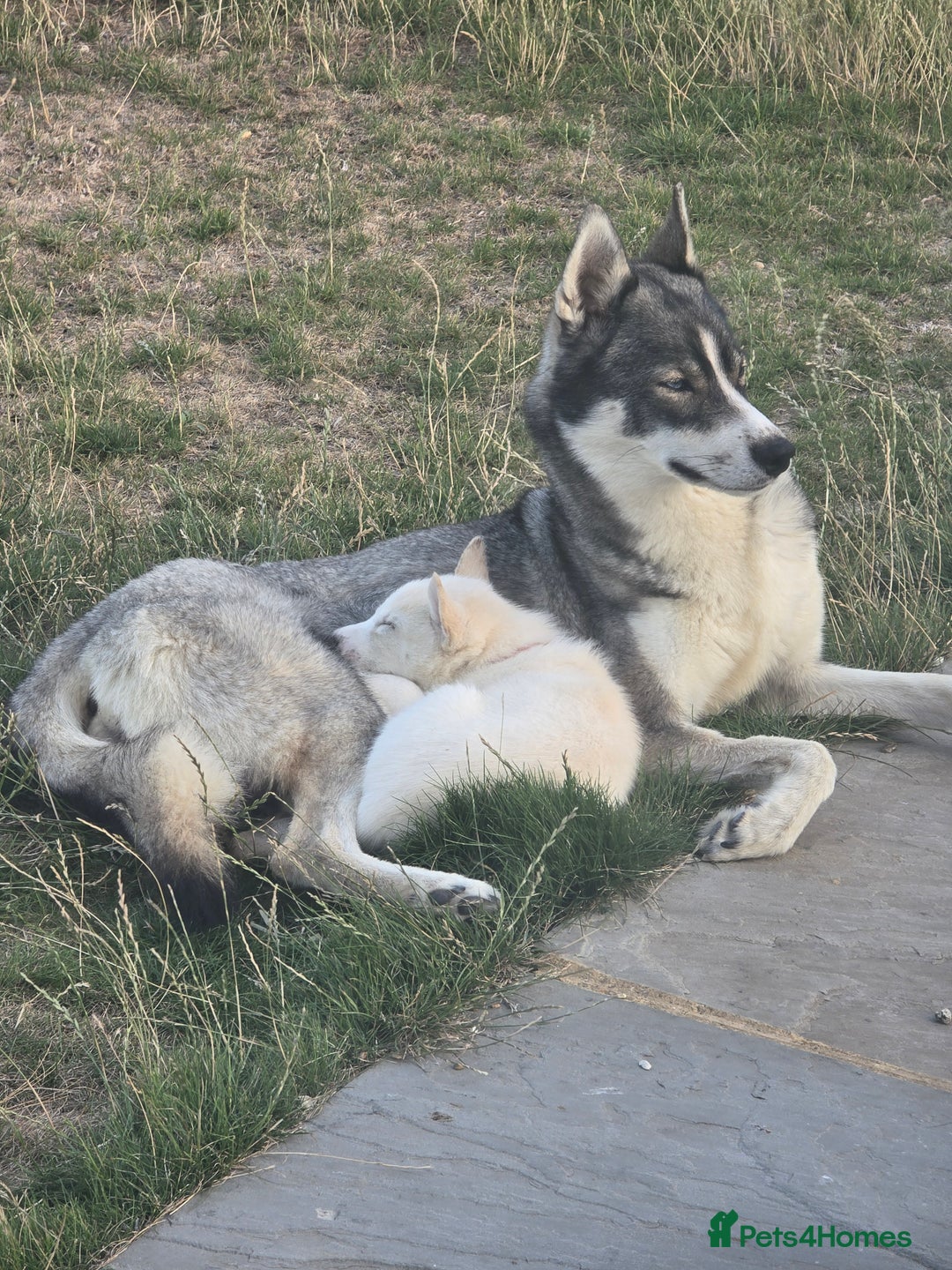 Siberian Husky dogs for sale: Stunning Pure siberian husky pups - Image 11
