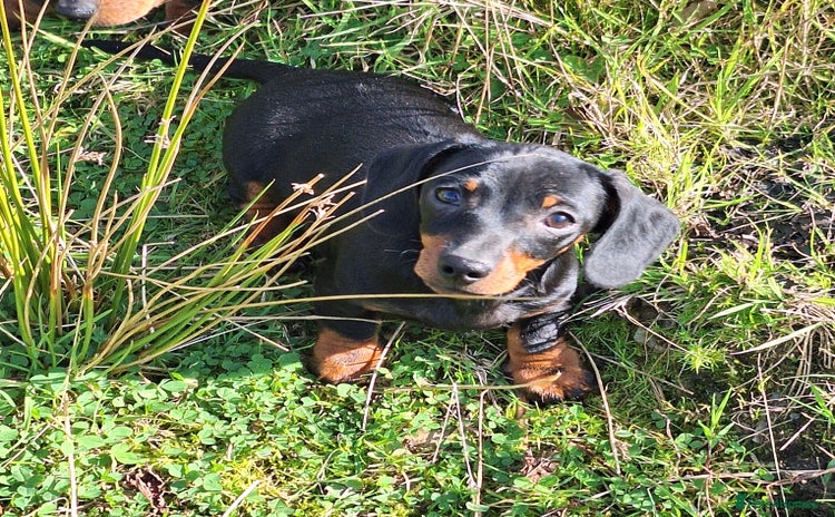 Miniature Dachshund dogs - Advert 2