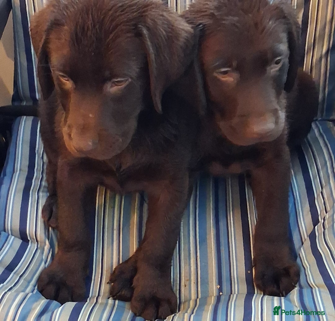 Labrador Retriever dogs for sale: Stunning big pedigree labrador puppies - Advert 2