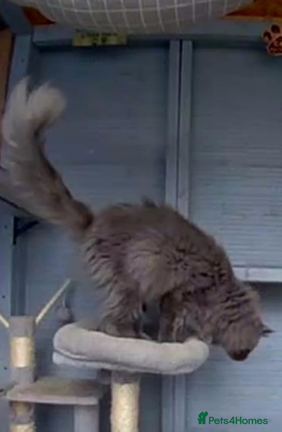 Maine Coon cats for sale: Beautiful unneutered solid blue male - Advert 8