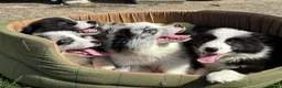 Border Collie dogs for sale: Stunning KC Registered Border Collie Puppies  - Advert 19