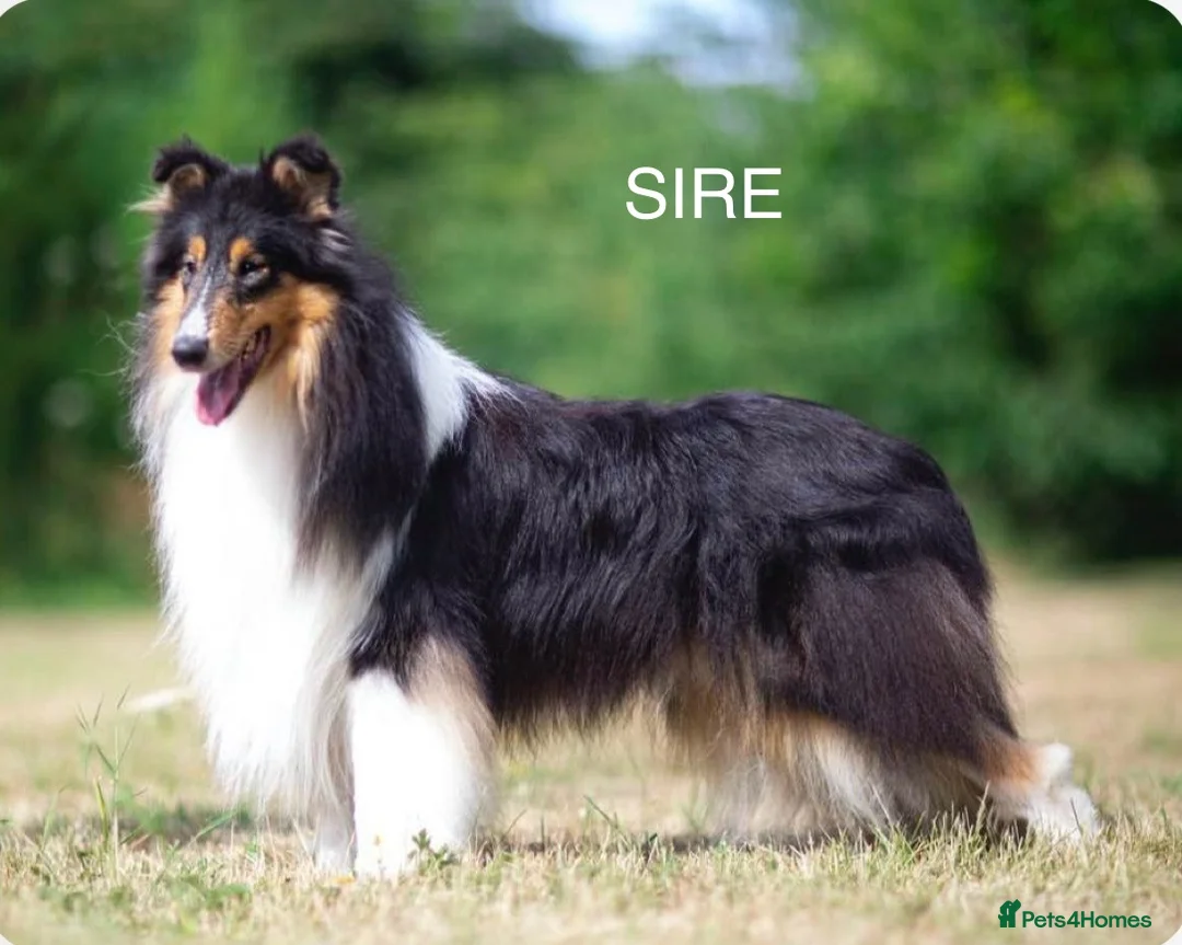 Rough Collie dogs for sale: GENETICALLY TESTED CLEAR, NON AFFECTED, LOW RISK in Hemel Hempstead - Advert 2