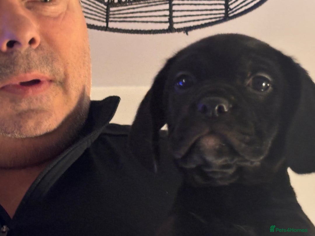 Mixed Breed dogs for sale: Cockerbull - Advert 4