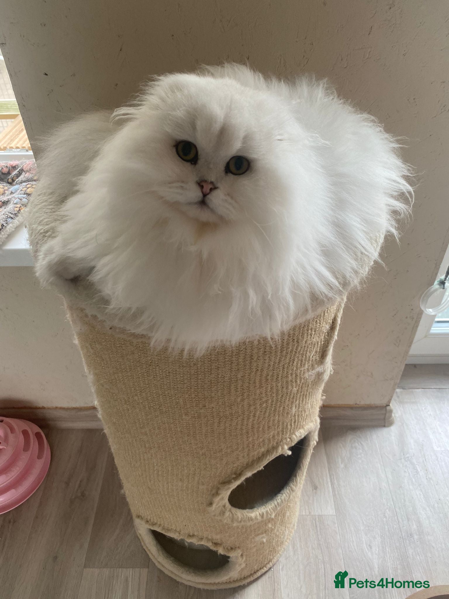 Scottish Fold cats Beautiful Scottish Fold Male Kittens  - Advert 4