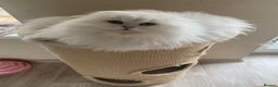 Scottish Fold cats for sale: Beautiful Scottish Fold Male Kittens  - Advert 1