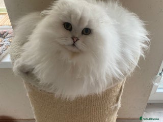 Scottish Fold cats Beautiful Scottish Fold Male Kittens - Advert 4