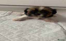 Shih Tzu dogs for sale: Shih Tzu puppy’s  - Image 3