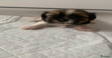 Shih Tzu dogs - Advert 5