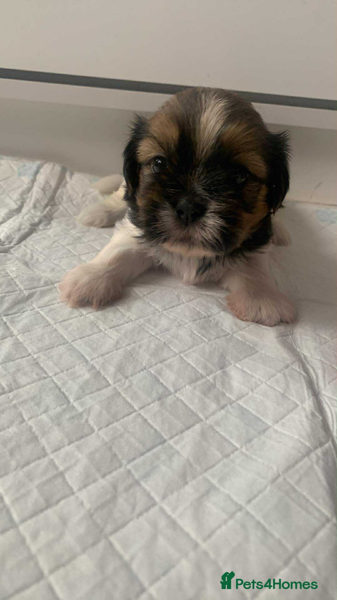 Shih Tzu dogs for sale: Shih Tzu puppy’s  - Image 3