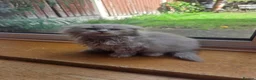 Scottish Fold cats for sale: Scottish kitten lilac blue, ready now, girl boy - Advert 29