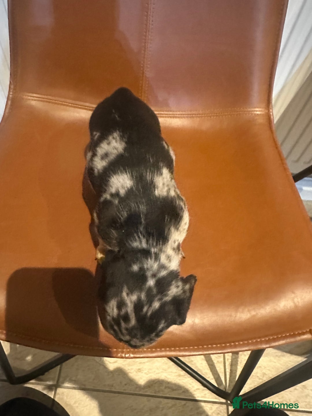 Dachshund dogs for sale: Chunky Standard Homebred Dachshunds - Image 5