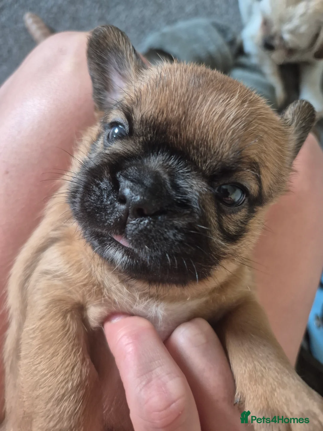 Mixed Breed dogs for sale: French bulldog Tzu pups - Advert 2