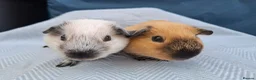 Guinea Pig rodents for sale: A pair of Beautiful Cali Guinea Pig Brothers - Advert 1