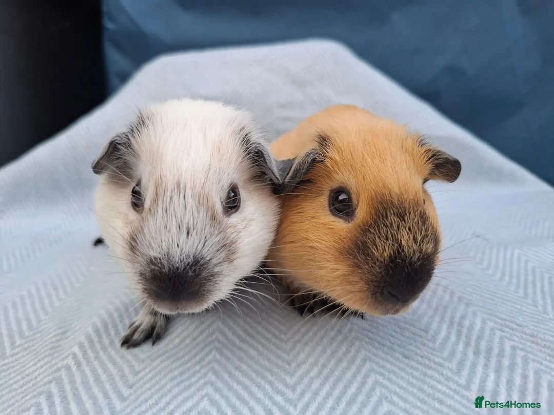Guinea Pig rodents for sale: A pair of Beautiful Cali Guinea Pig Brothers - Advert 1