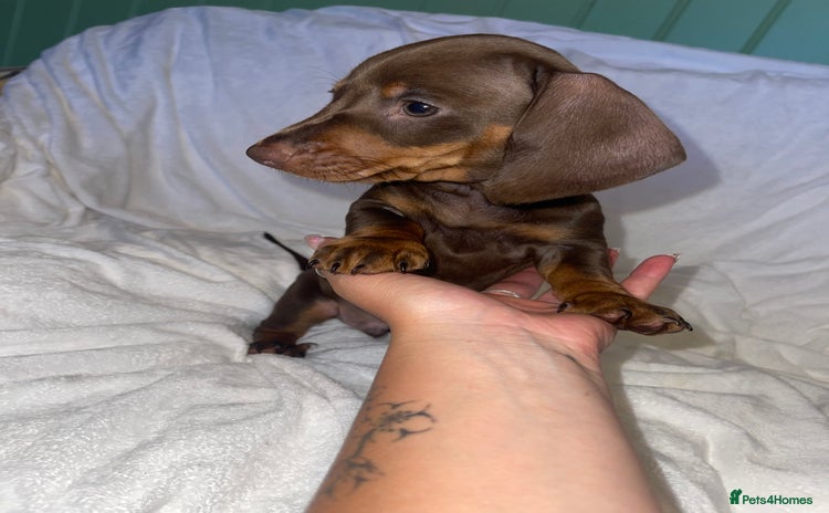 Dachshund dogs - Advert 1