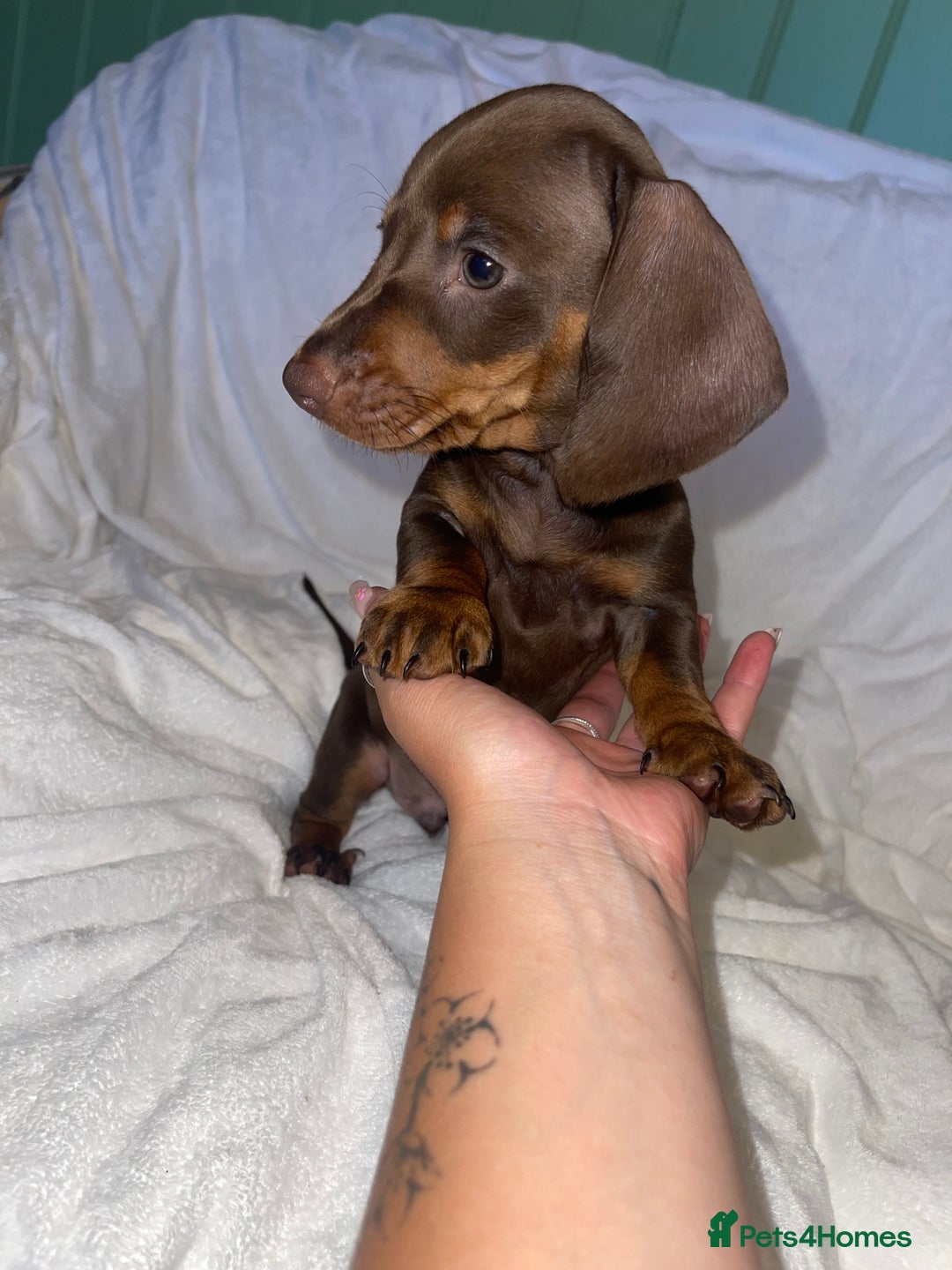 Dachshund dogs for sale: Beautiful litter of 7 dachshund puppies - Image 1