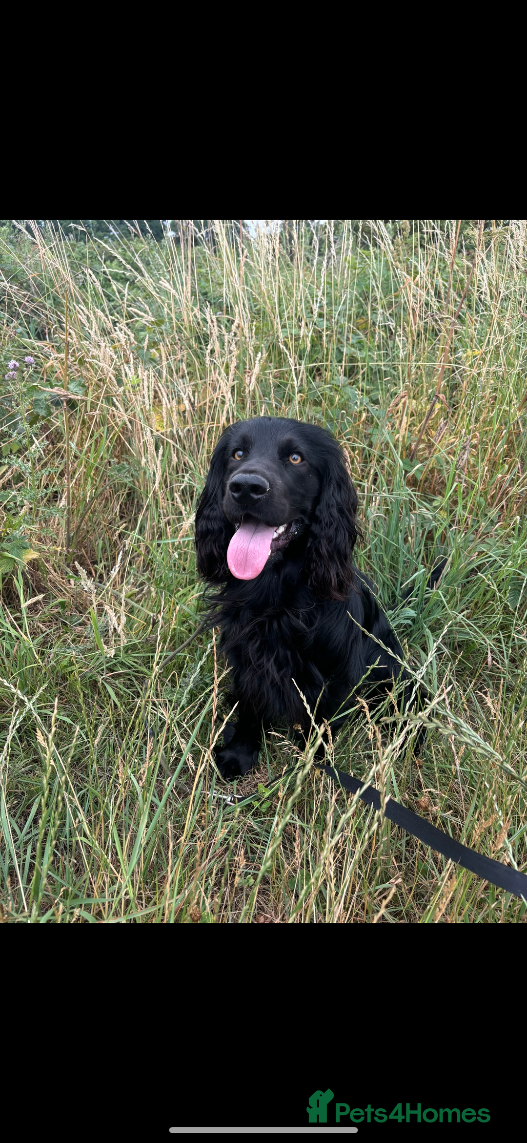 Cocker Spaniel dogs for stud: Proven Working Cocker Spaniel - Stud Available - Advert 2