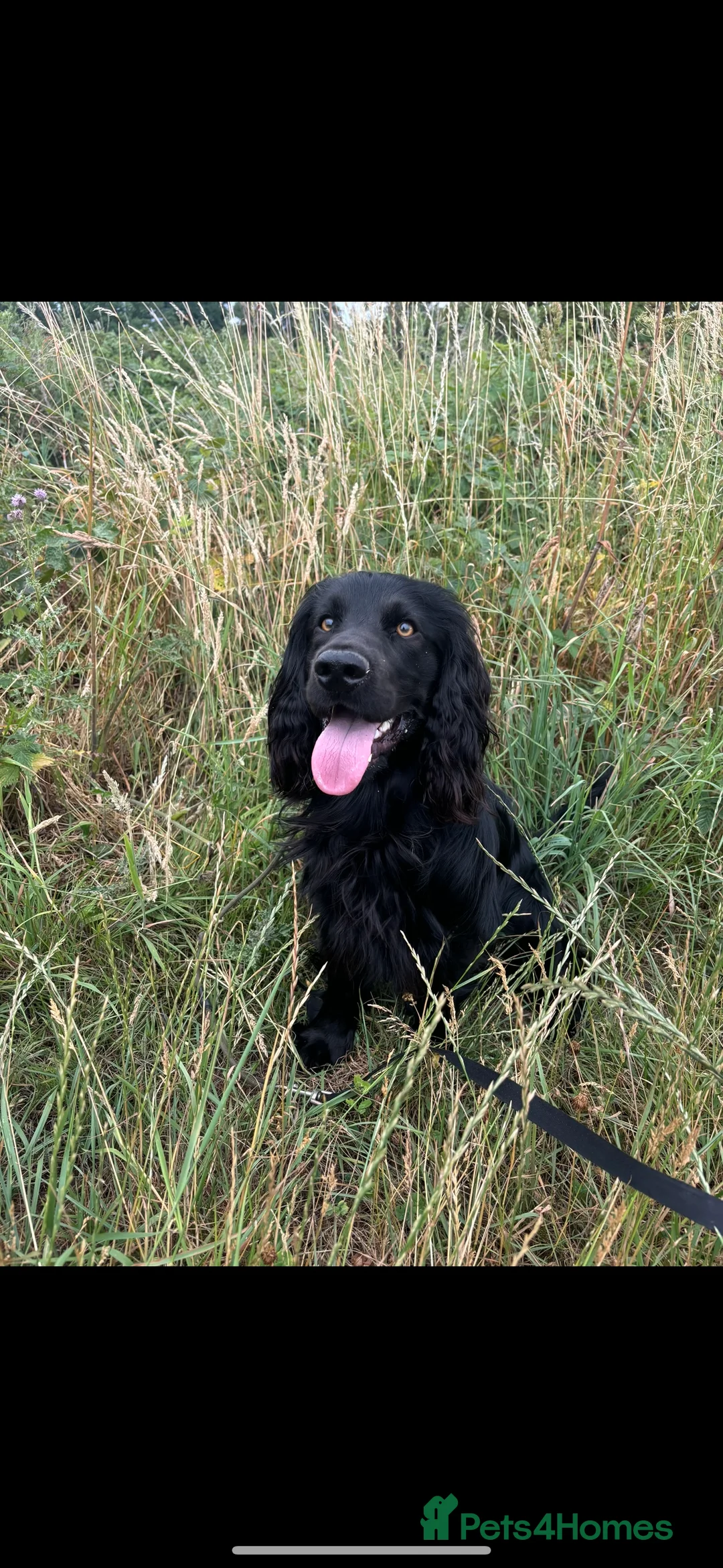 Cocker Spaniel dogs for stud: Proven Working Cocker Spaniel - Stud Available - Advert 2