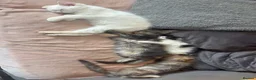 Mixed Breed cats for sale: Kittens looking for a loving family to join  - Advert 1
