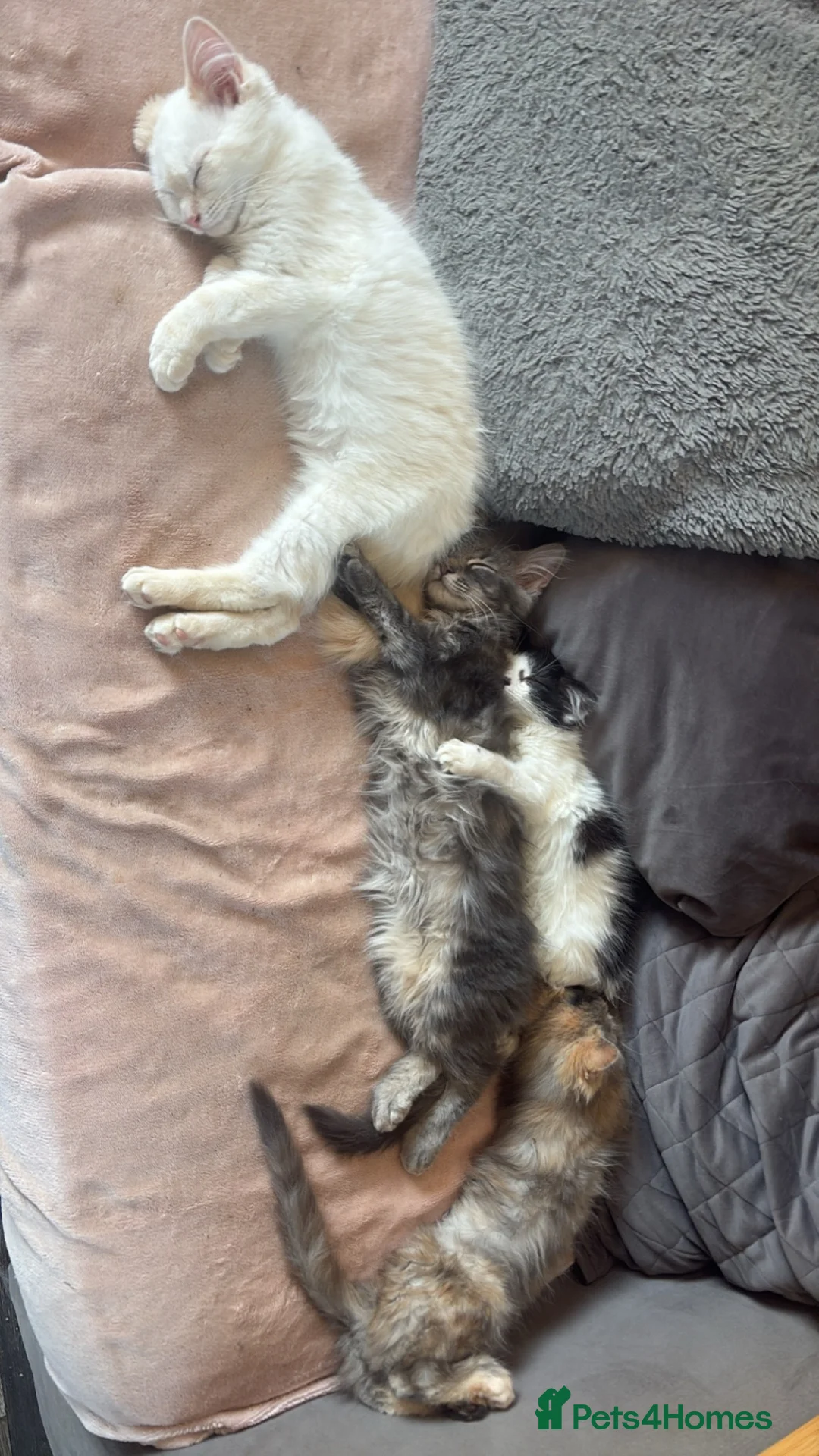 Mixed Breed cats for sale: Kittens looking for a loving family to join  - Advert 1