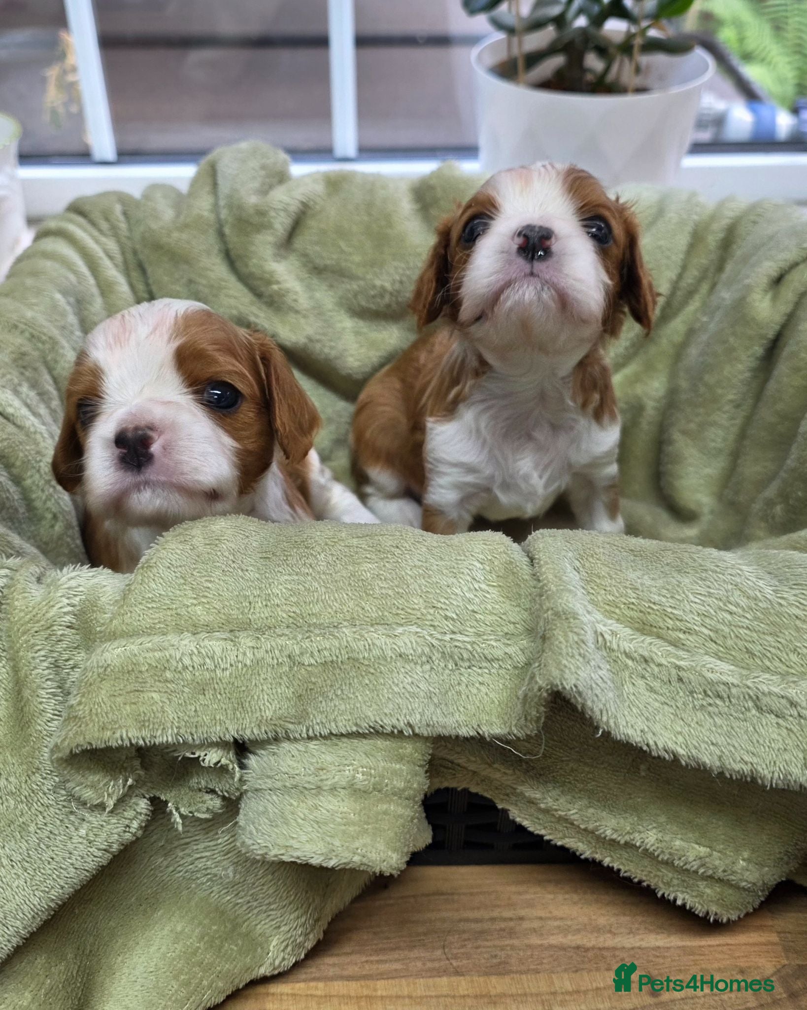 Cavalier King Charles Spaniel dogs for sale: Beautiful health tested cavalier pups - Advert 1