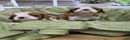 Cavalier King Charles Spaniel dogs for sale: Beautiful health tested cavalier pups - Advert 1