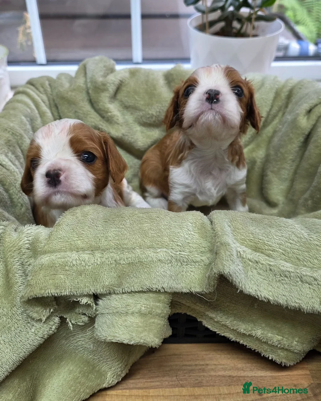 Cavalier King Charles Spaniel dogs for sale: Beautiful health tested cavalier pups - Advert 1