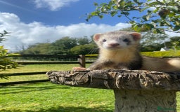 Ferret rodents for sale: Ferret for sale  - Image 3