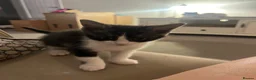 Mixed Breed cats for sale: Maine Coon × Ragdoll Kittens – Ready Now 🐾 - Advert 10