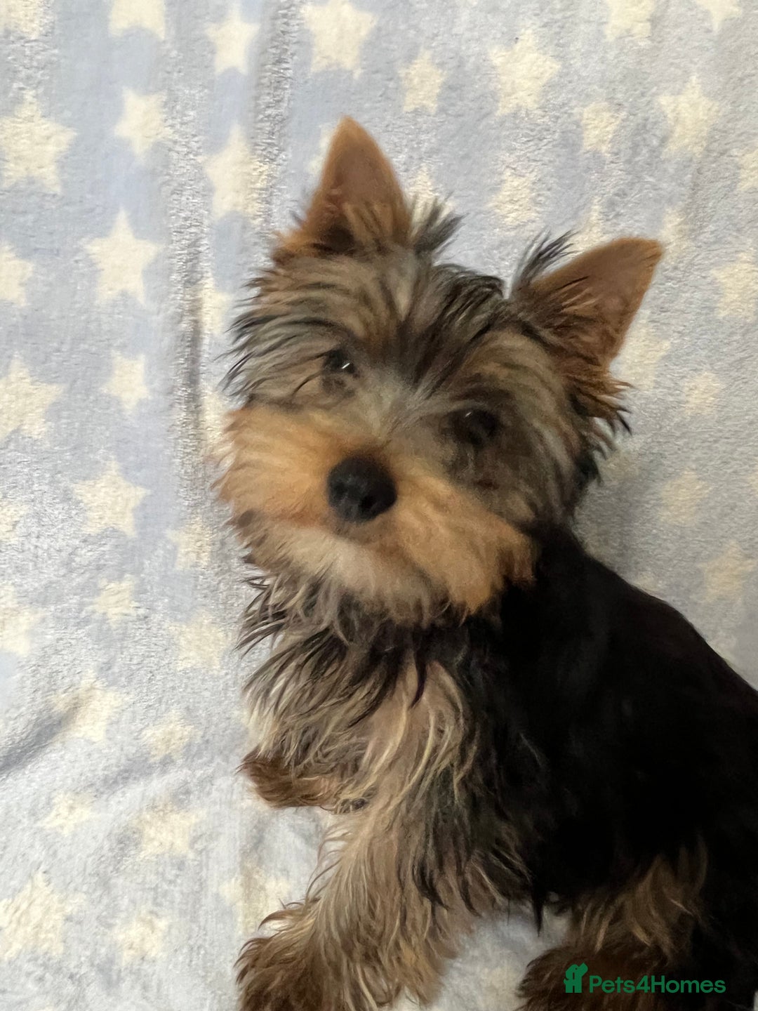 Yorkshire Terrier dogs for sale: Adorable pedigree Yorkshire Terriers - Image 4