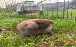 Mini Lop rabbits for sale: Adorable mini lops for sale - Image 5