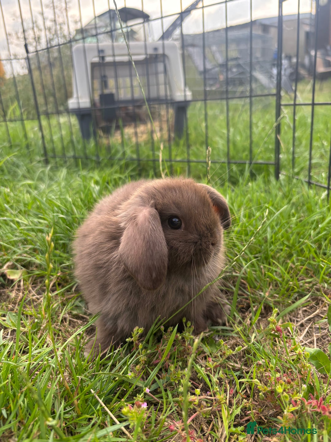 Mini Lop rabbits for sale: Adorable mini lops for sale - Image 5