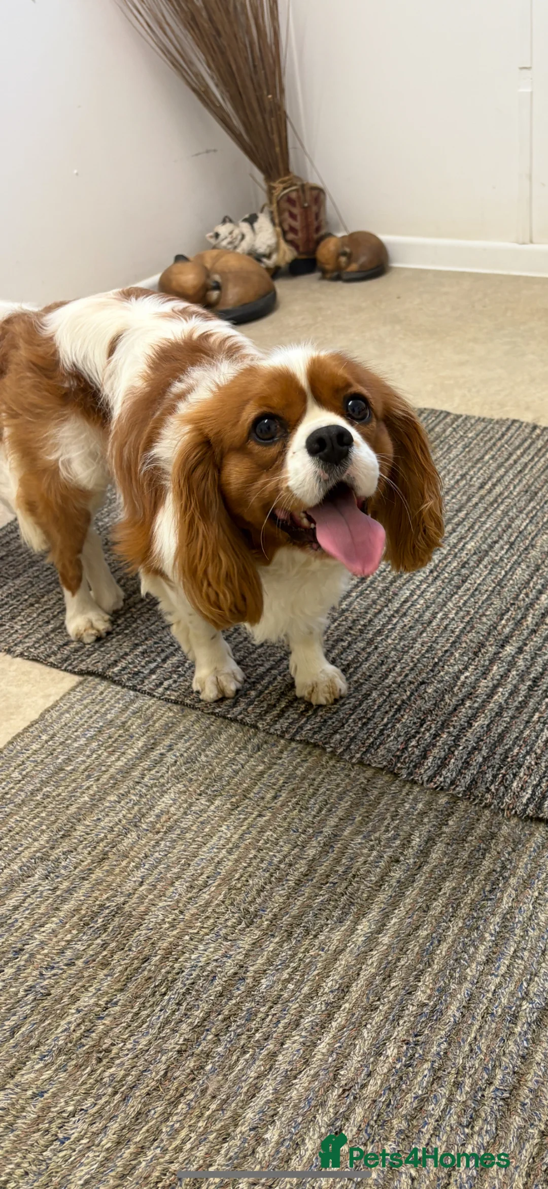 Cavalier King Charles Spaniel dogs for sale: Beautiful ruby cavalier King Charles  - Advert 6