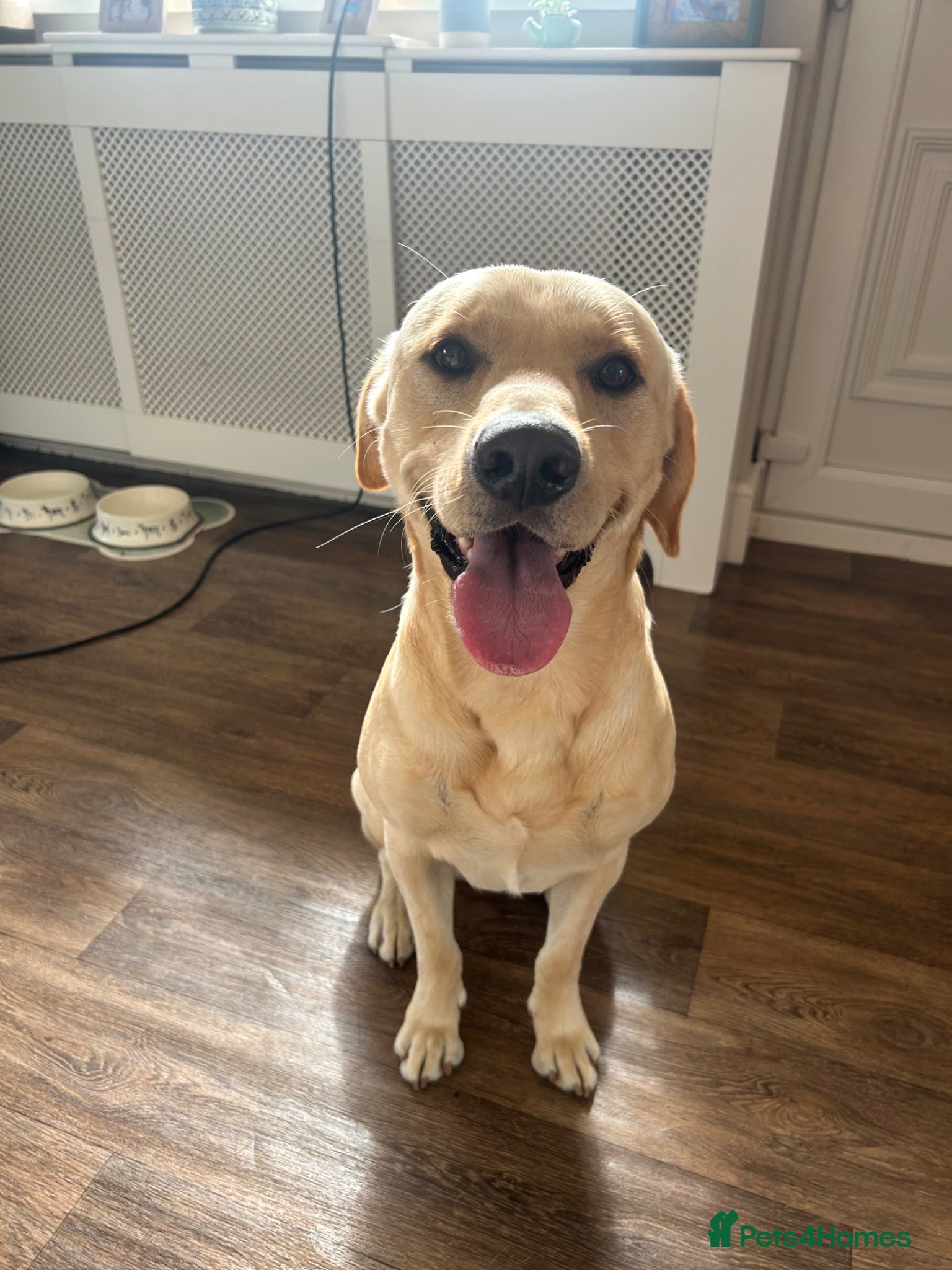 Labrador Retriever dogs Elliot the Labrador  - Advert 1