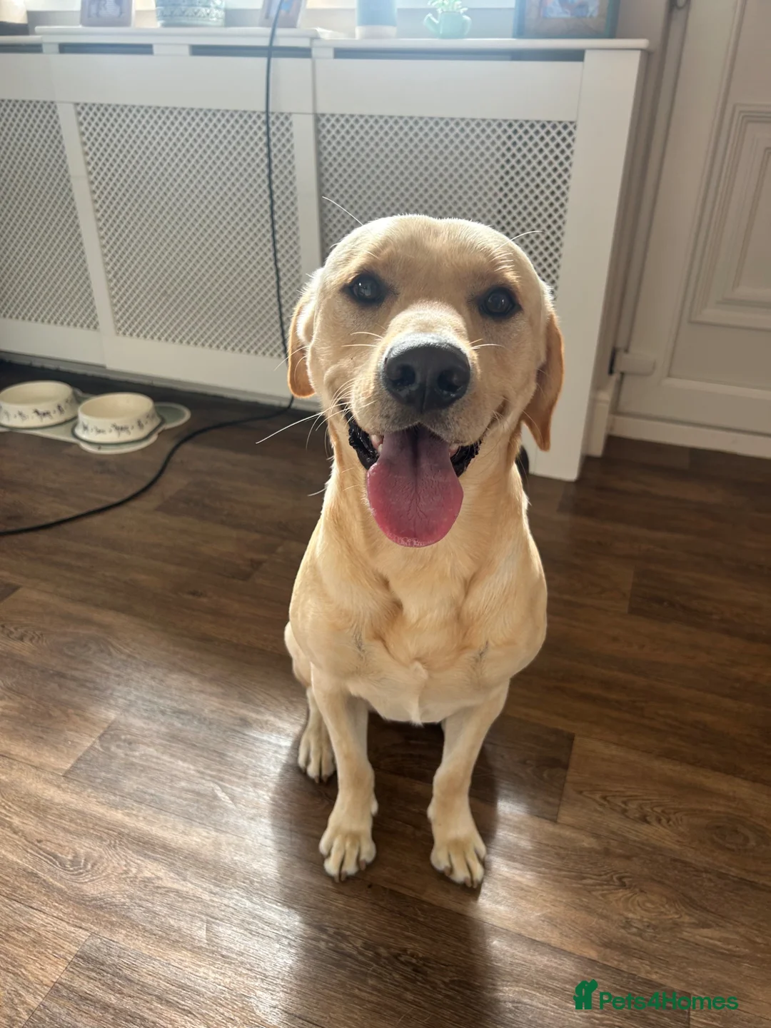 Labrador Retriever dogs for sale: Elliot the Labrador  - Advert 1