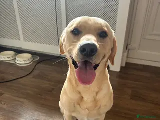 Labrador Retriever dogs Elliot the Labrador - Advert 10