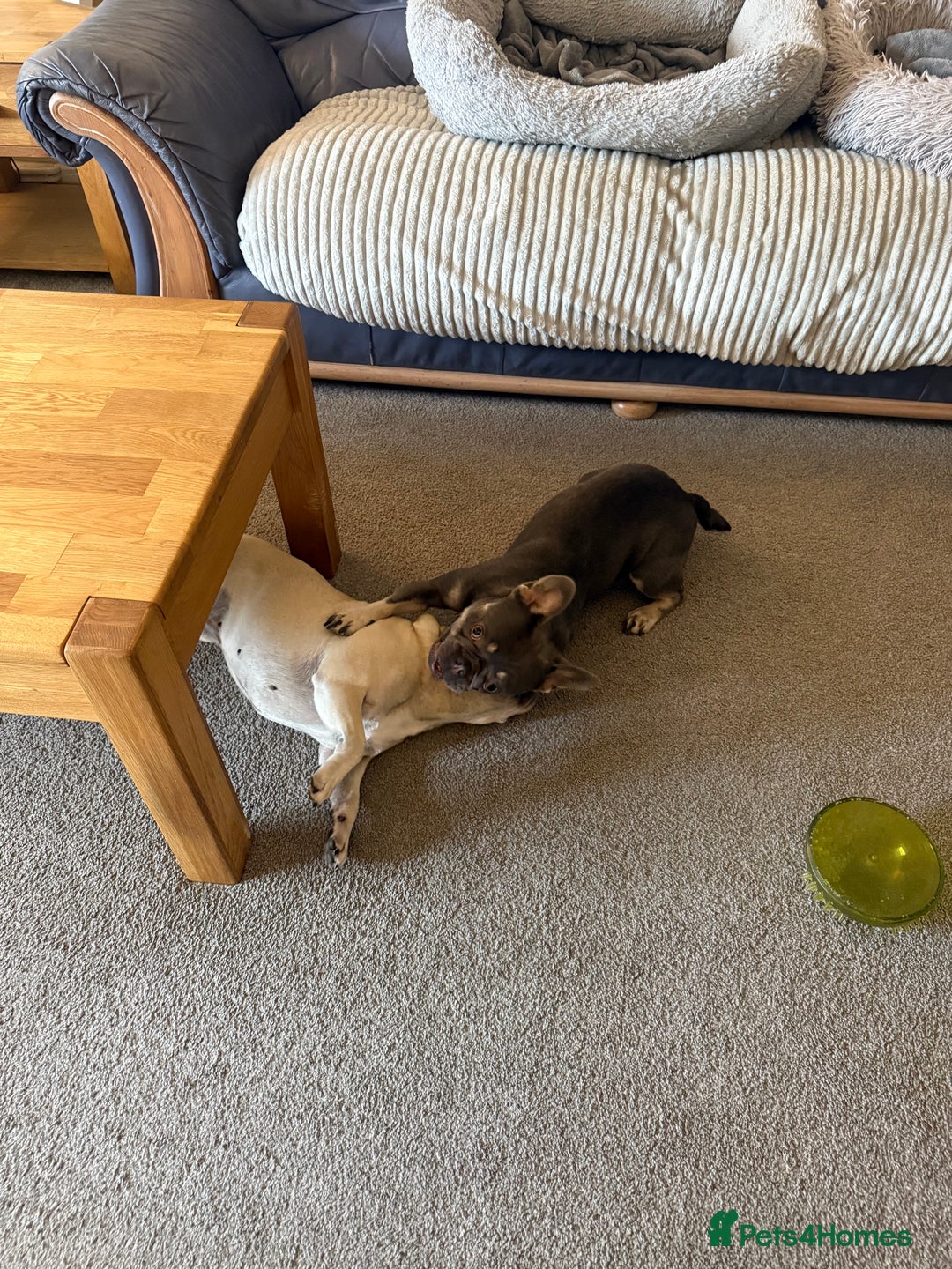 French Bulldog dogs for sale: 1 year old French bulldog - Image 3