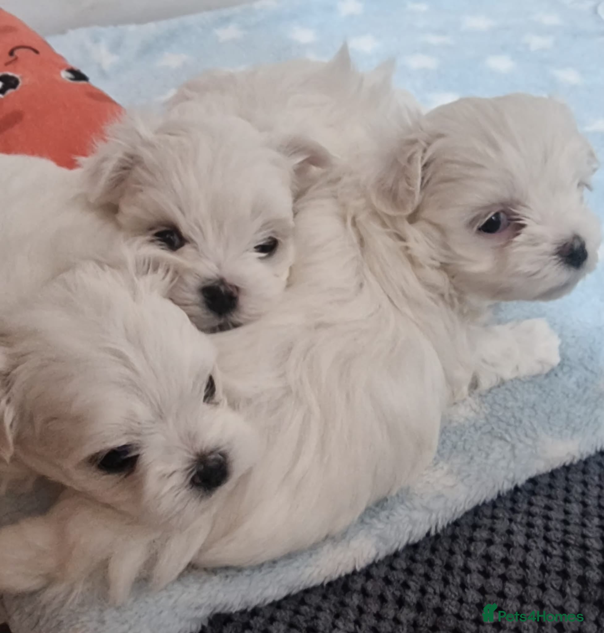 Maltese dogs Maltesse puppy  - Advert 7