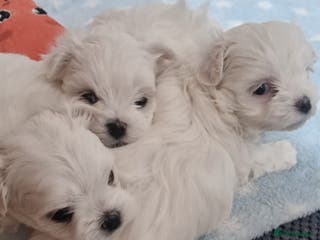 Maltese dogs Maltesse puppy - Advert 12