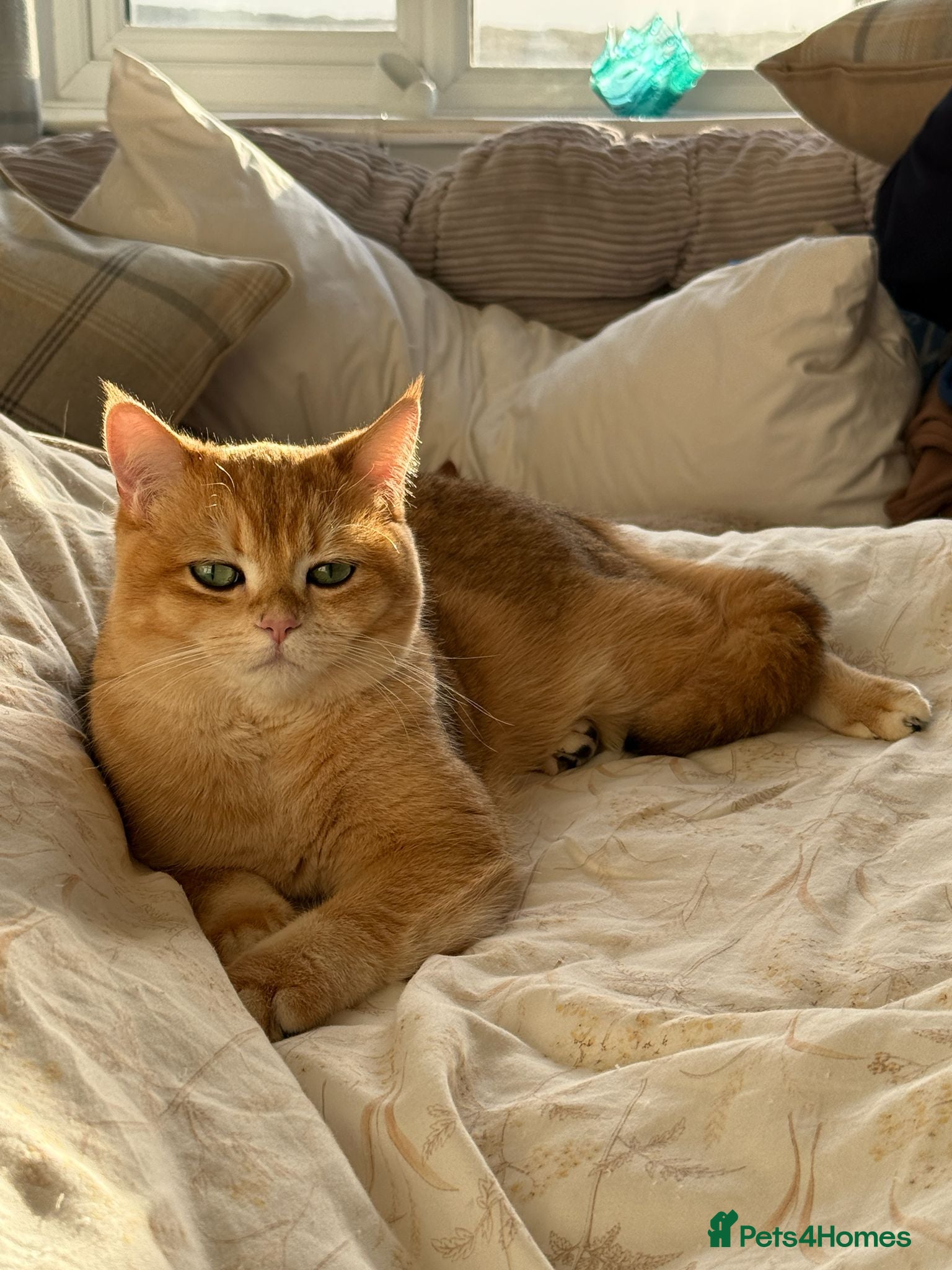 British Shorthair cats for sale: 2 boys Golden BSH for rehoming  - Advert 6