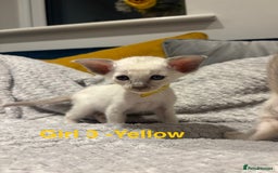 Siamese cats for sale: ✨Gorgeous GCCF registered kittens✨ - Image 16