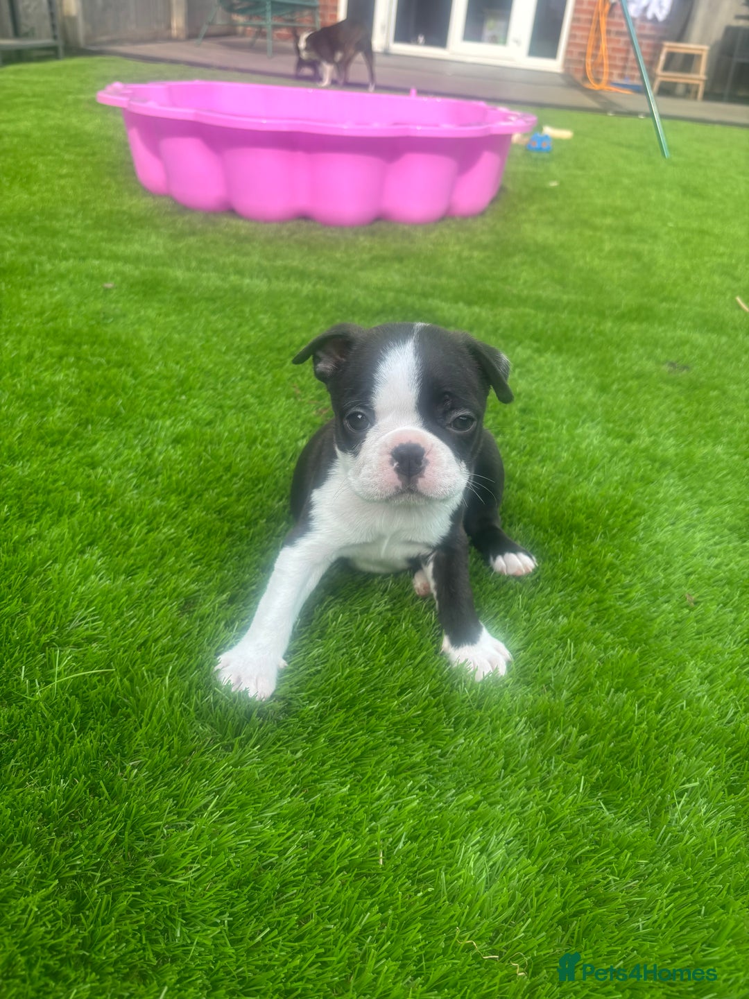 Boston Terrier dogs for sale: One stunning girl left !!! Ready to leave now !  - Image 16