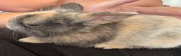 Mixed Breed rabbits for sale: Male rabbits for sale in Sudbury - Advert 1